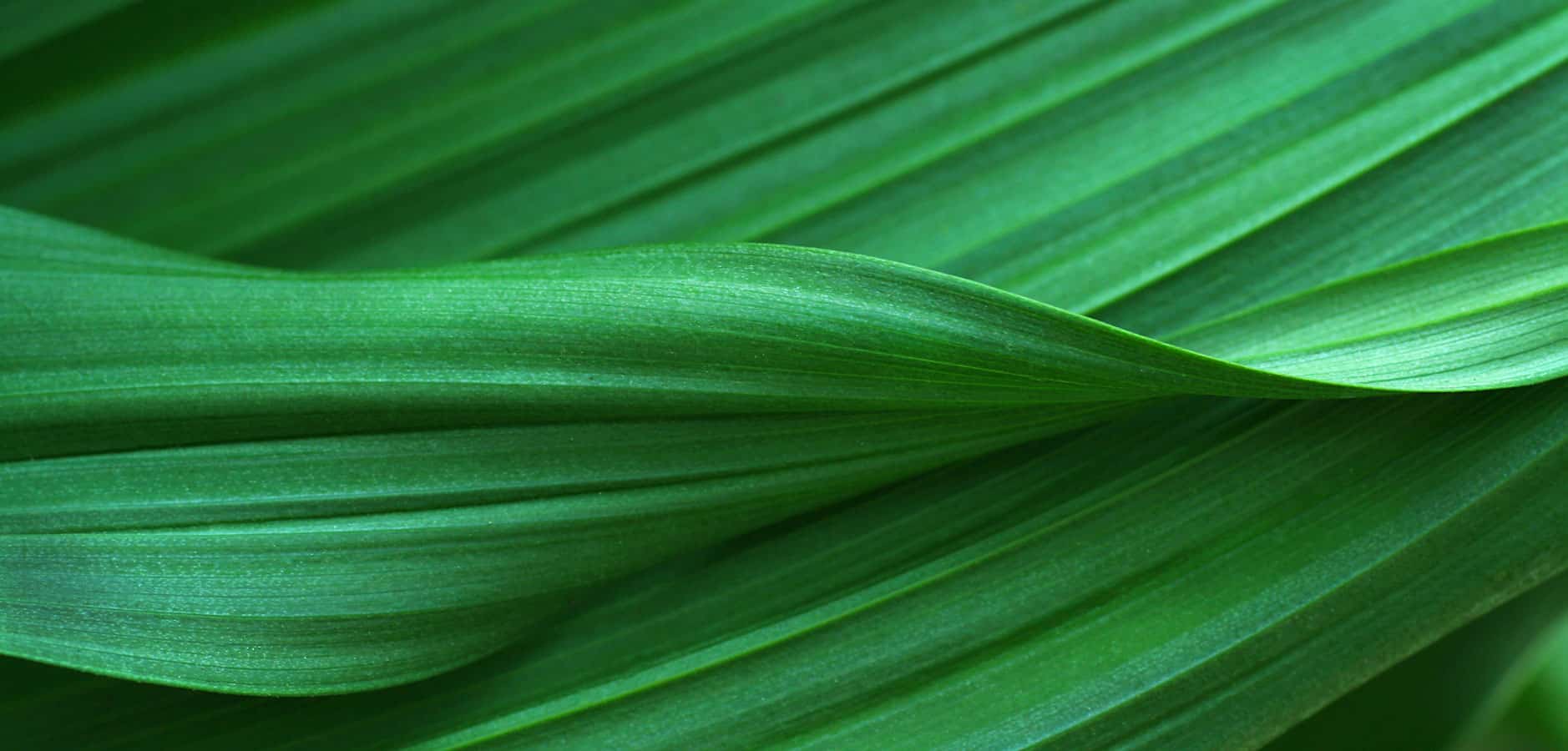 green leaves